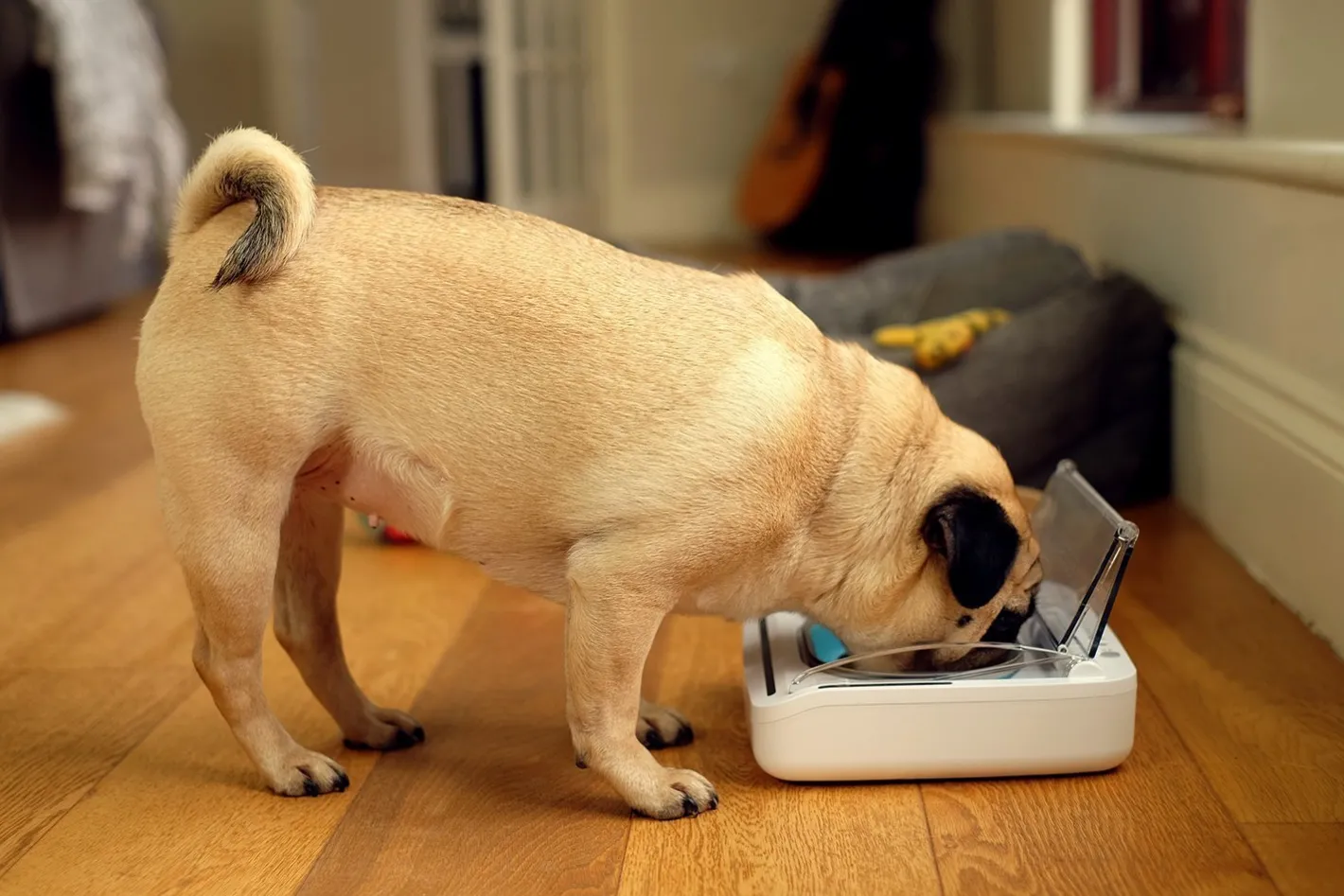 Sure Petcare Surefeed Motion-Activated Battery Operated Sealed Pet Food Bowl Online
