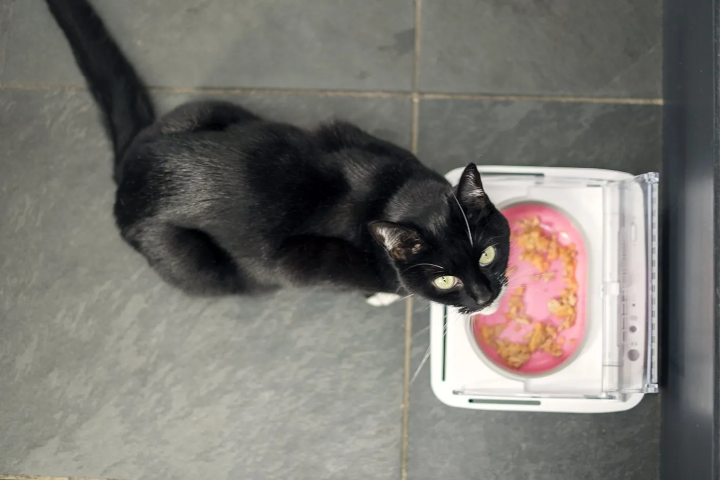 Sure Petcare Surefeed Motion-Activated Battery Operated Sealed Pet Food Bowl Online