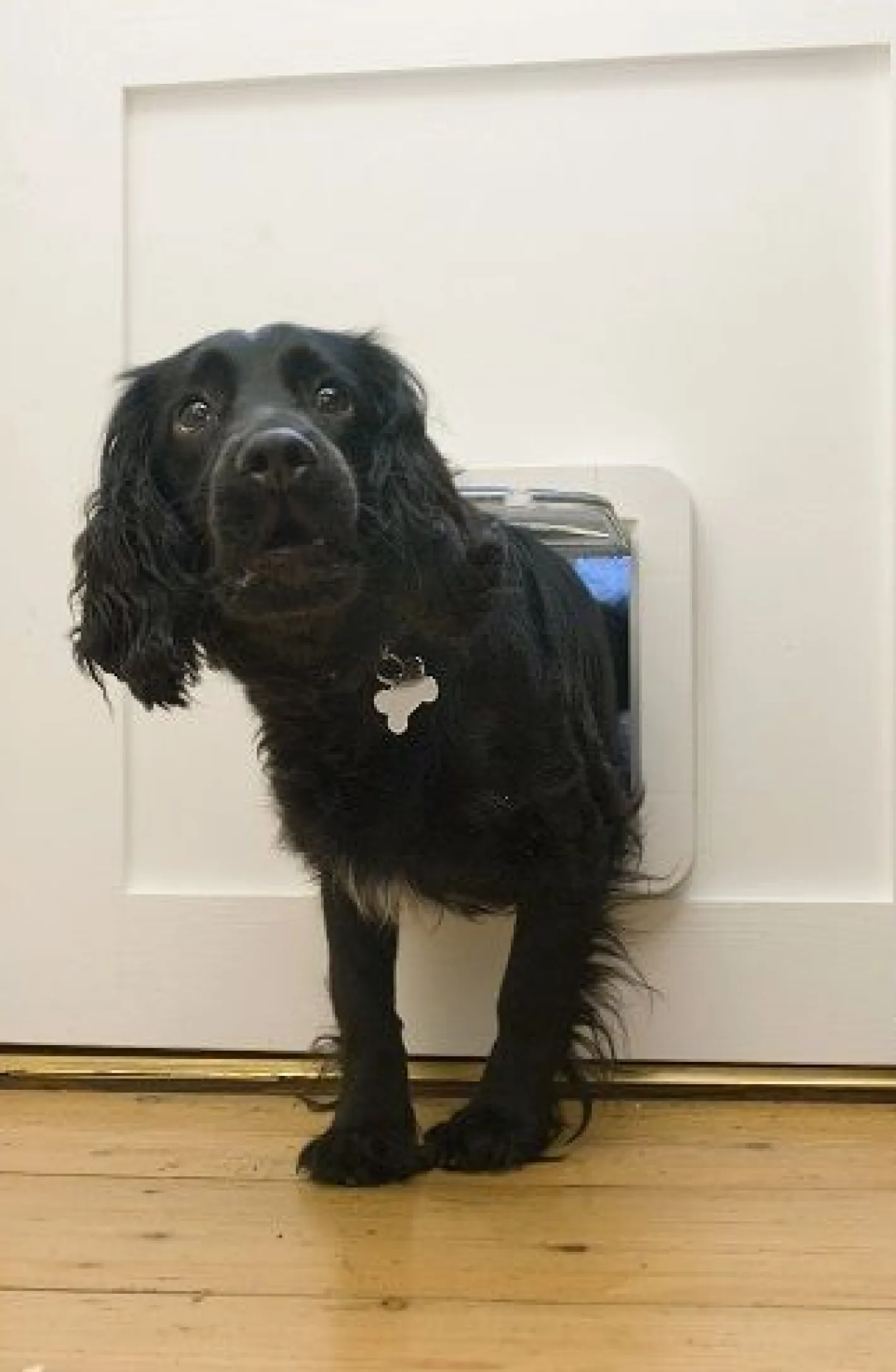 Sure Petcare SureFlap Microchip Pet Door for Cats & Dogs with Curfew Mode - Large Clearance