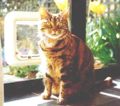 Transcat Pet Door Cat Flap for Doors, Walls & Glass - White - 4 Way Lock New