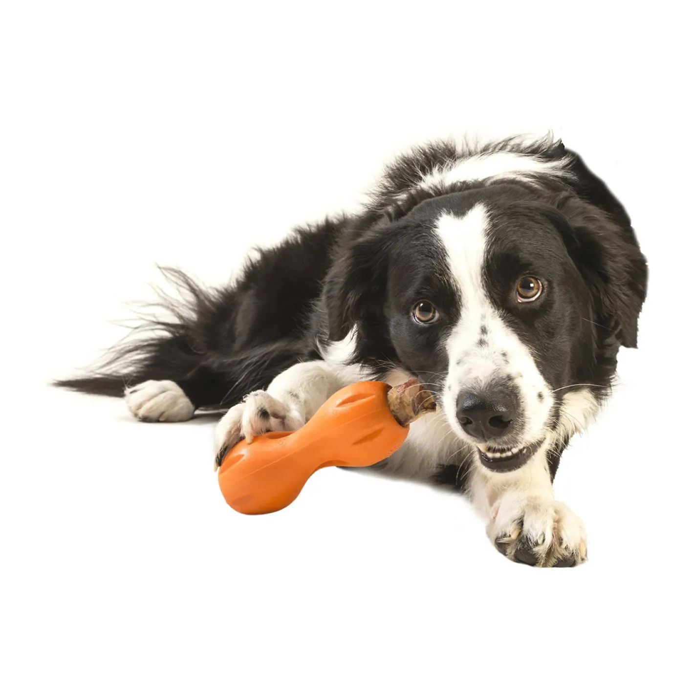 West Paw Qwizl Treat Dispensing Dog Toy - Treat Dispensing Dog Toy Outlet