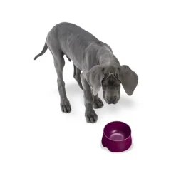 West Paw Seaflex Eco-Friendly No-Slip Dog Food Bowl Online