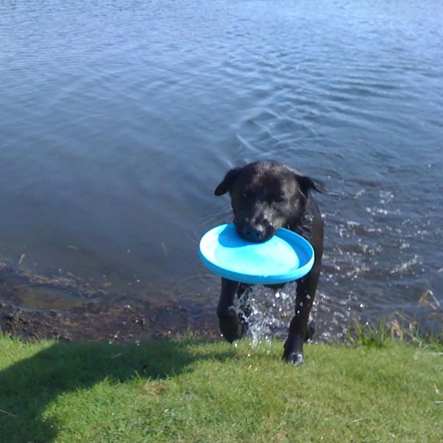 West Paw Zisc Flying Disc Fetch Dog Toy Fashion