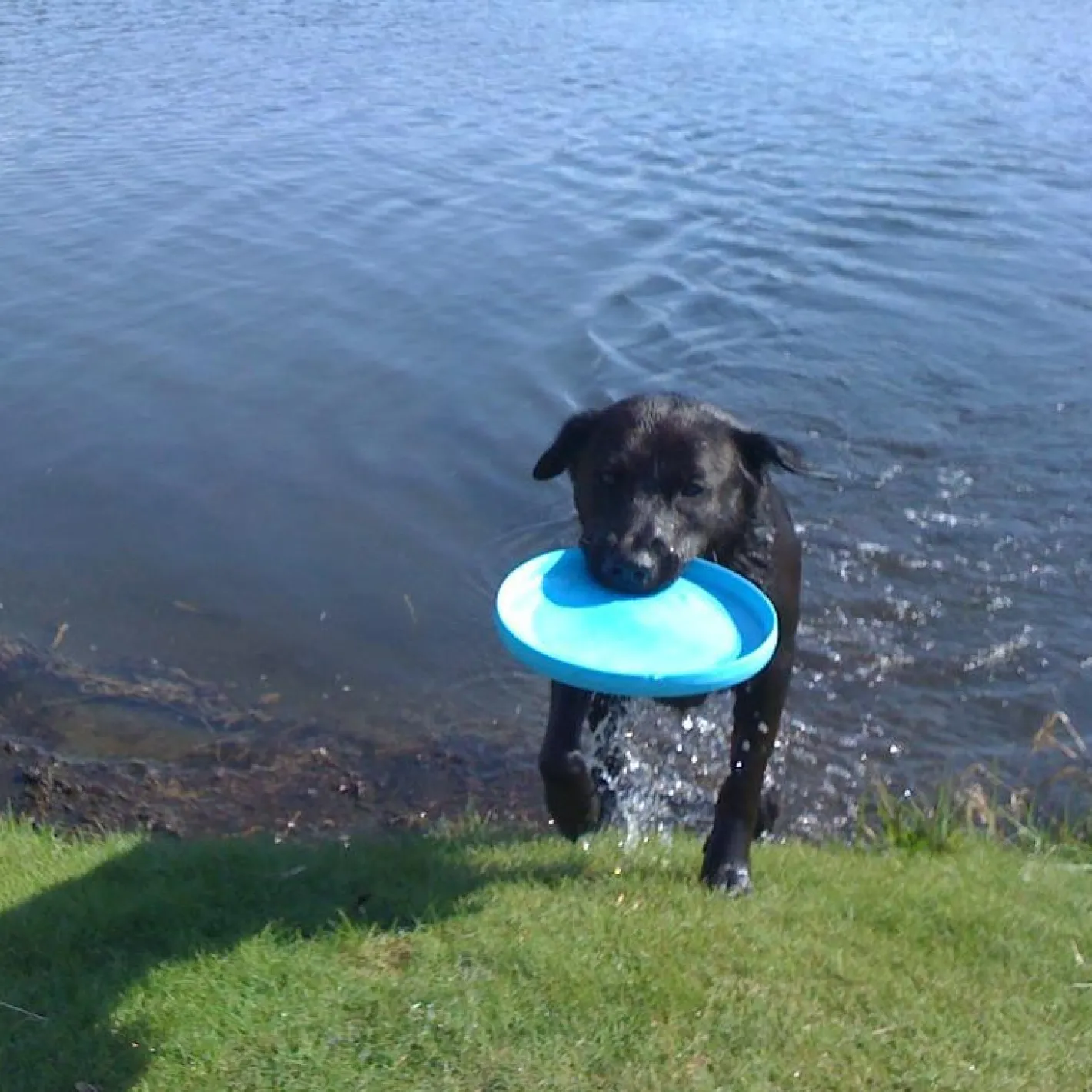 West Paw Zisc Flying Disc Fetch Dog Toy - Ruby Red Sale