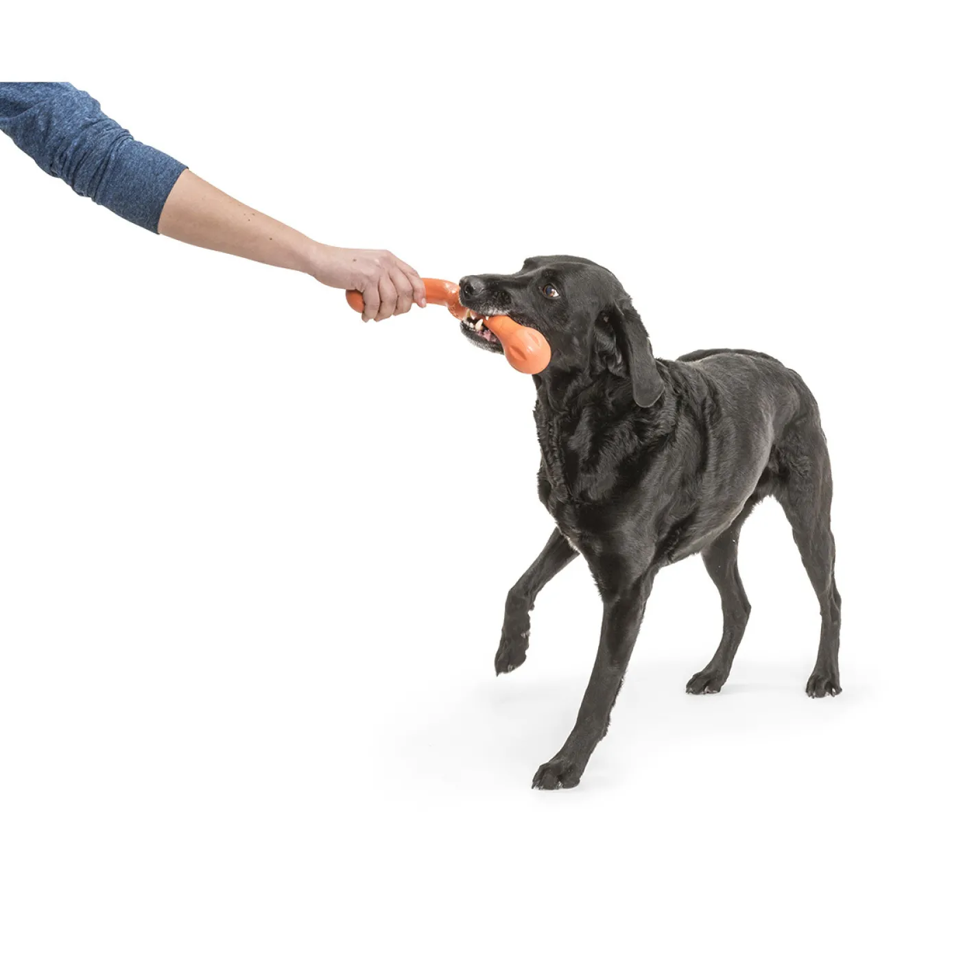 West Paw Zwig Tug & Fetch Stick Dog Toy - Guaranteed Tough Sale