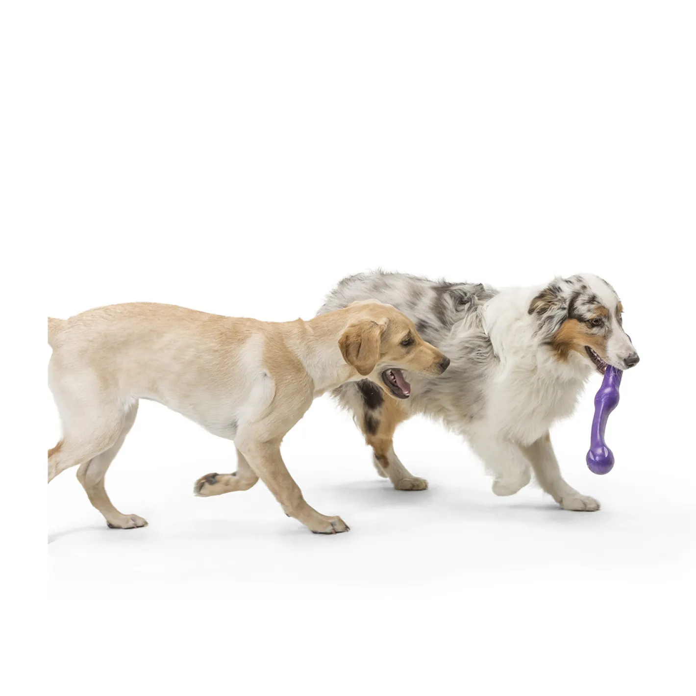 West Paw Zwig Tug & Fetch Stick Dog Toy - Guaranteed Tough Sale