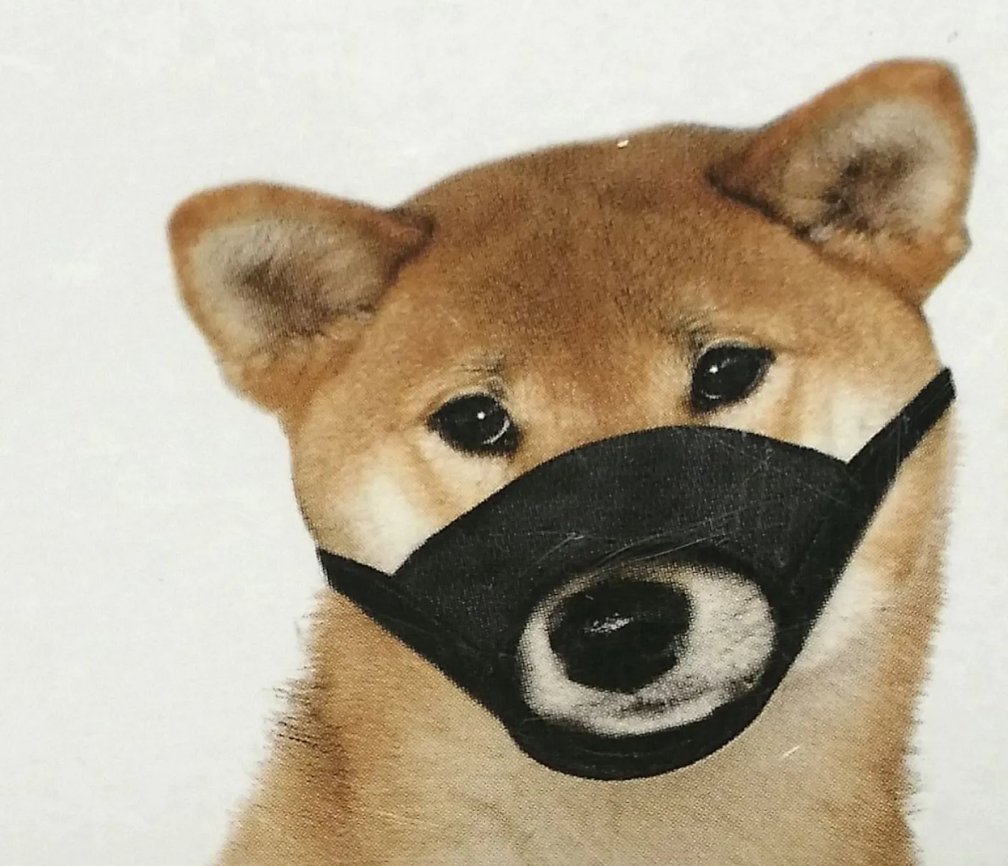 Yours Droolley Yours Droolly "Play Safe" Soft Dog Muzzle New