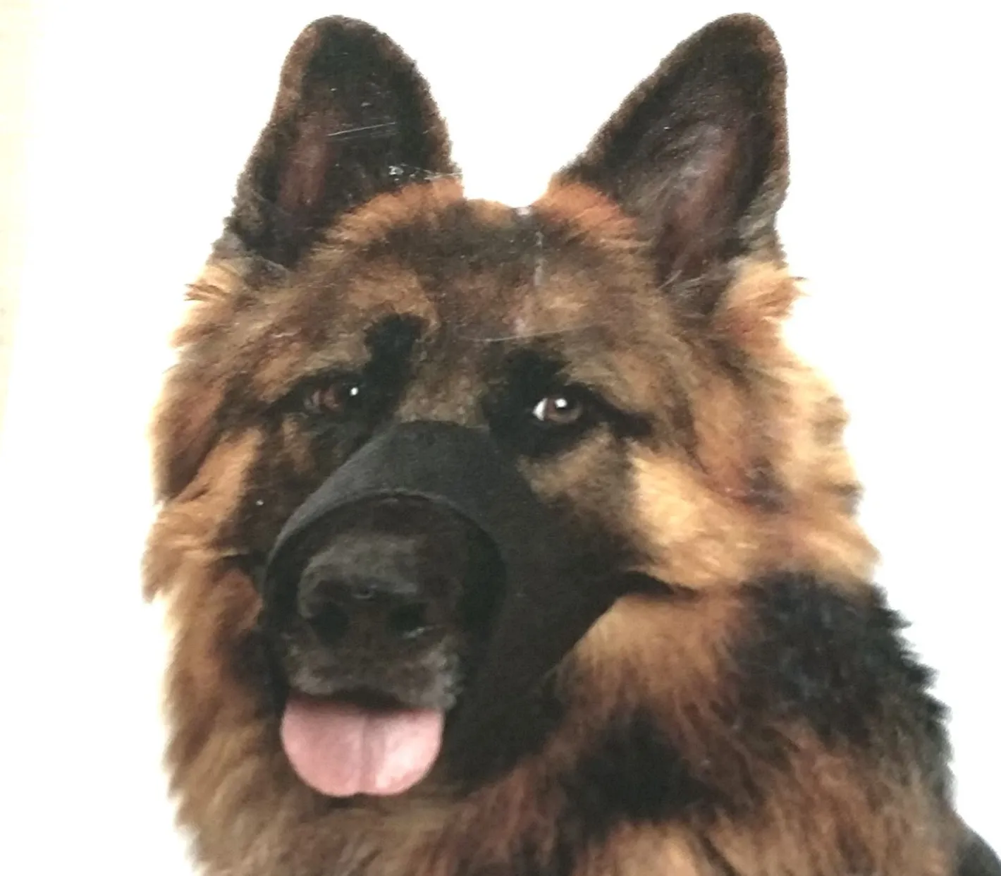 Yours Droolley Yours Droolly "Play Safe" Soft Dog Muzzle New