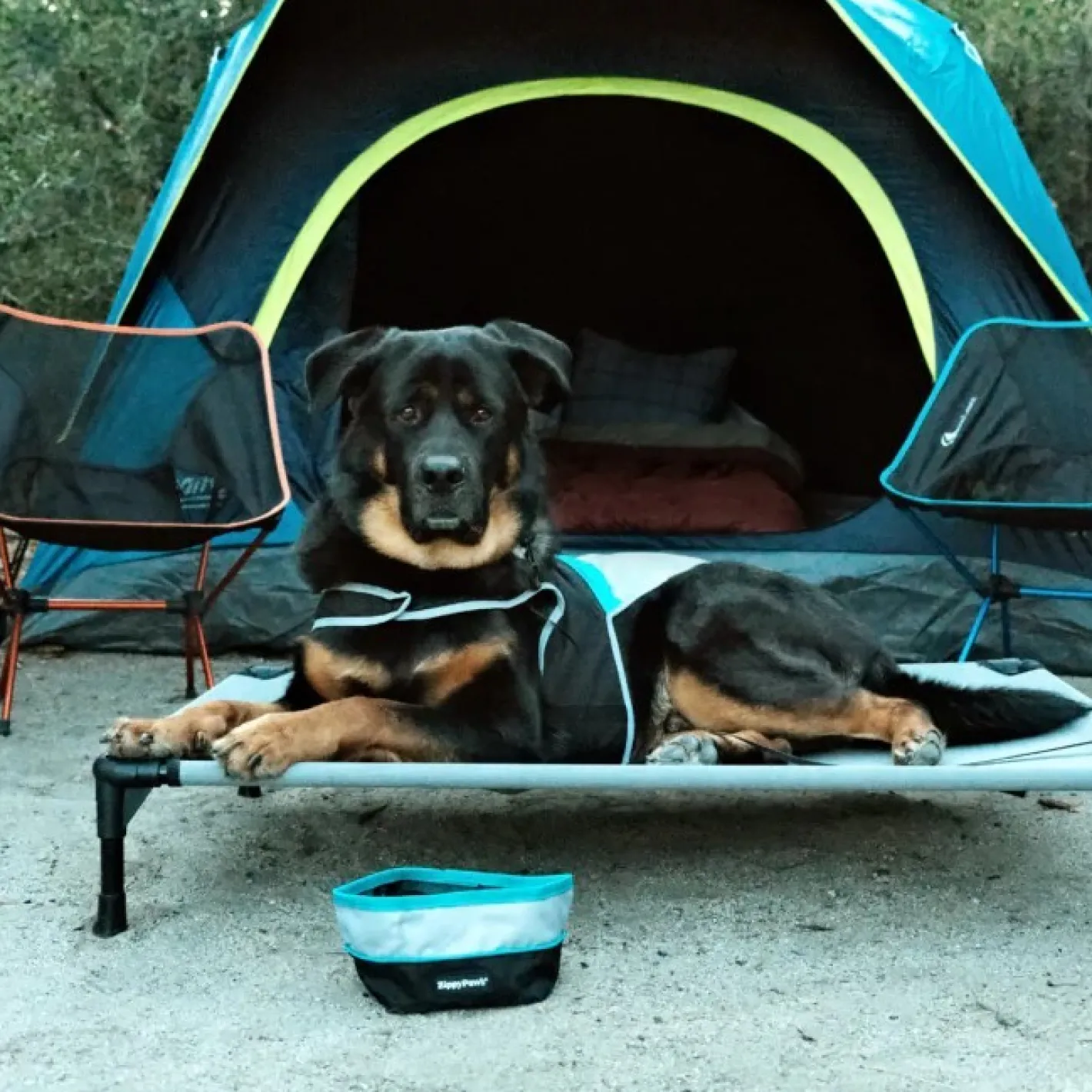 Zippy Paws Adventure Bowl On-the-Go Food & Water Bowl in Teal or Pink Trim Best
