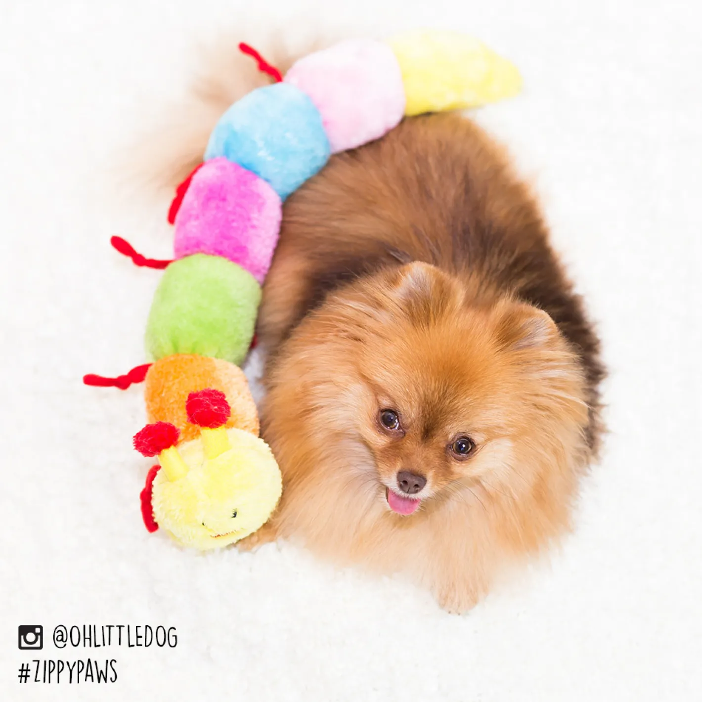 Zippy Paws Long Caterpillar 6 Squeakers Plush No Stuffing Dog Toy Fashion