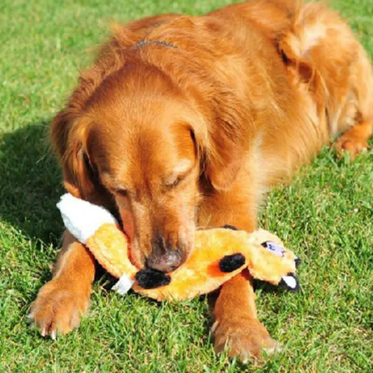 Zippy Paws Stuffing Free Squeaker Dog Toy - Zingy Fox New