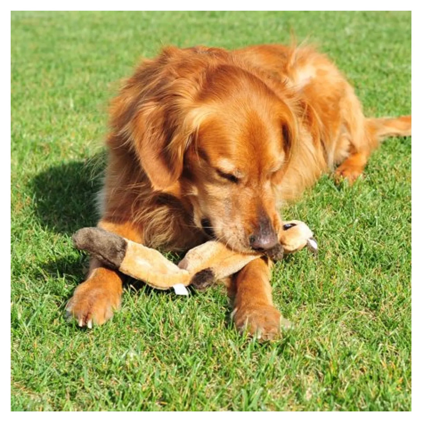 Zippy Paws Stuffing Free Squeaker Dog Toy - Zingy Raccoon Fashion